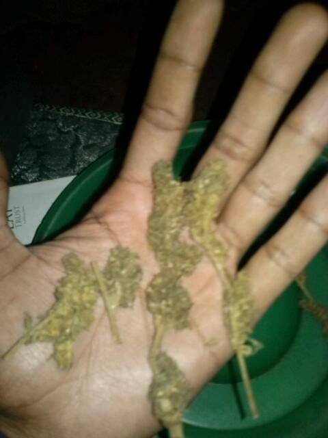 nimule-sativa-from-northern-uganda