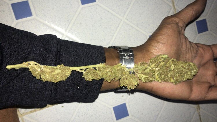 Ethiopian Shashamane sativa