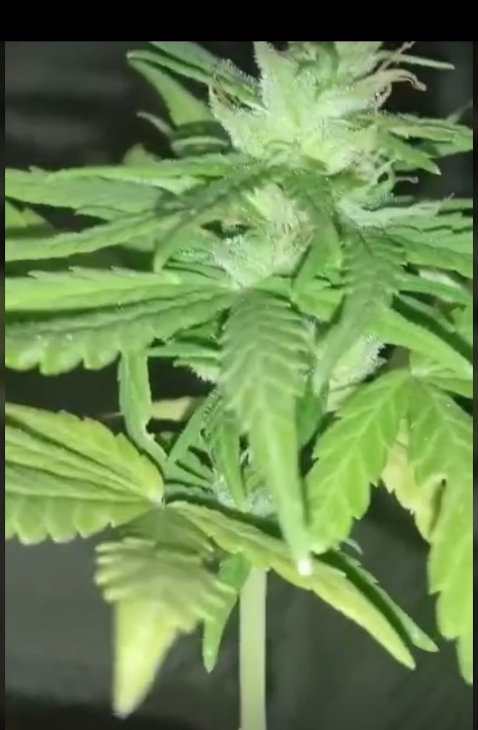 Female Landrace Ethiopian sativa