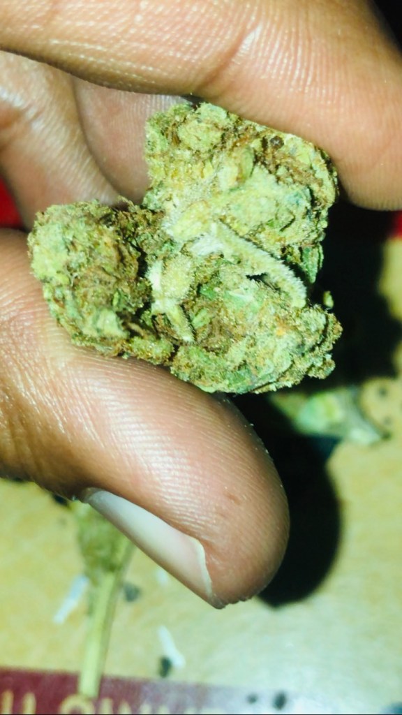 Landrace sativa from Southern Congo