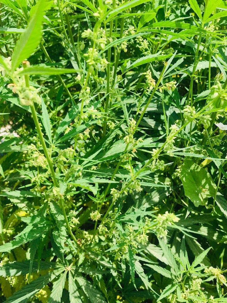 Male Plants from a Central Kenya Sativa plant