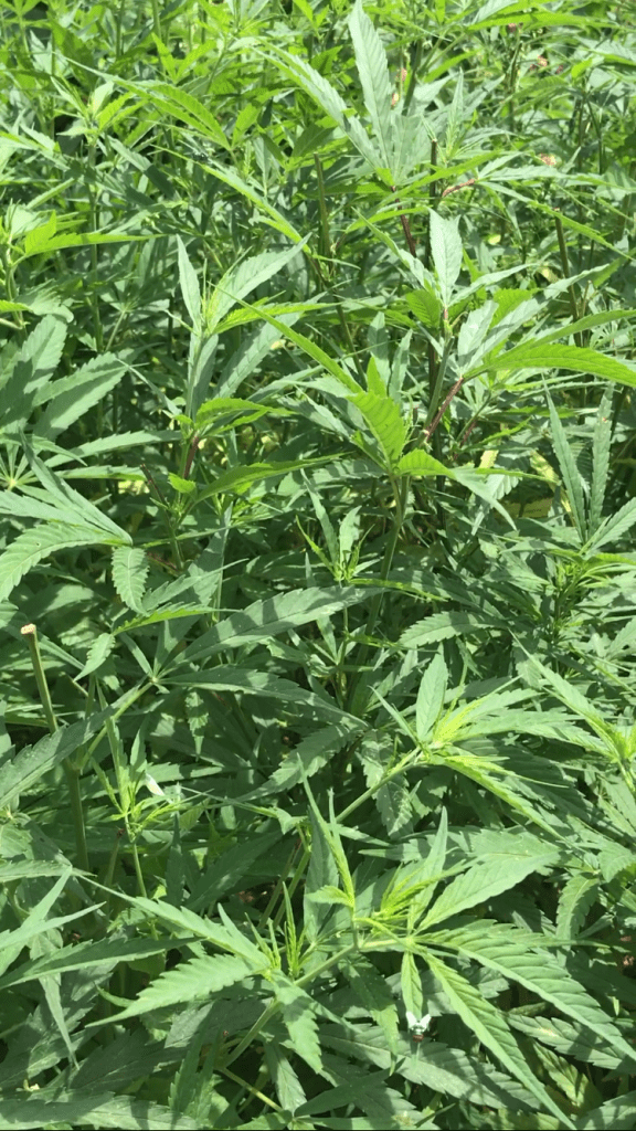 Landrace sativa strain from Central Kenya