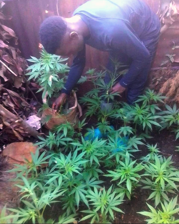 Uganda Pressure sativa