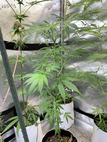 Kilimanjaro landrace sativa from Tanzania