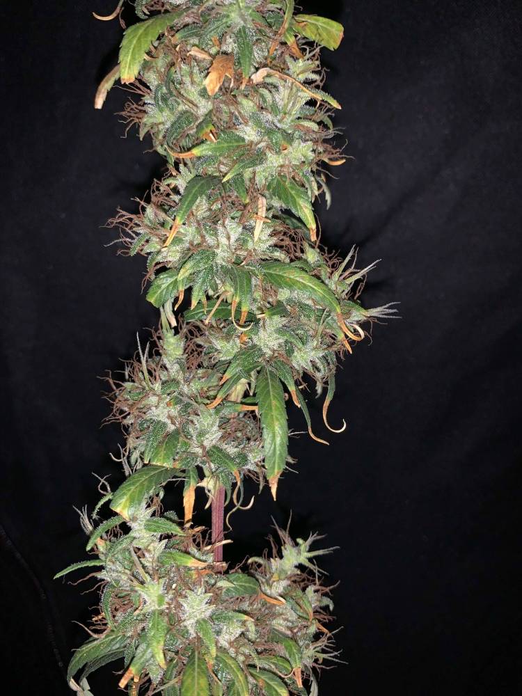 indoor kilimanjaro sativa