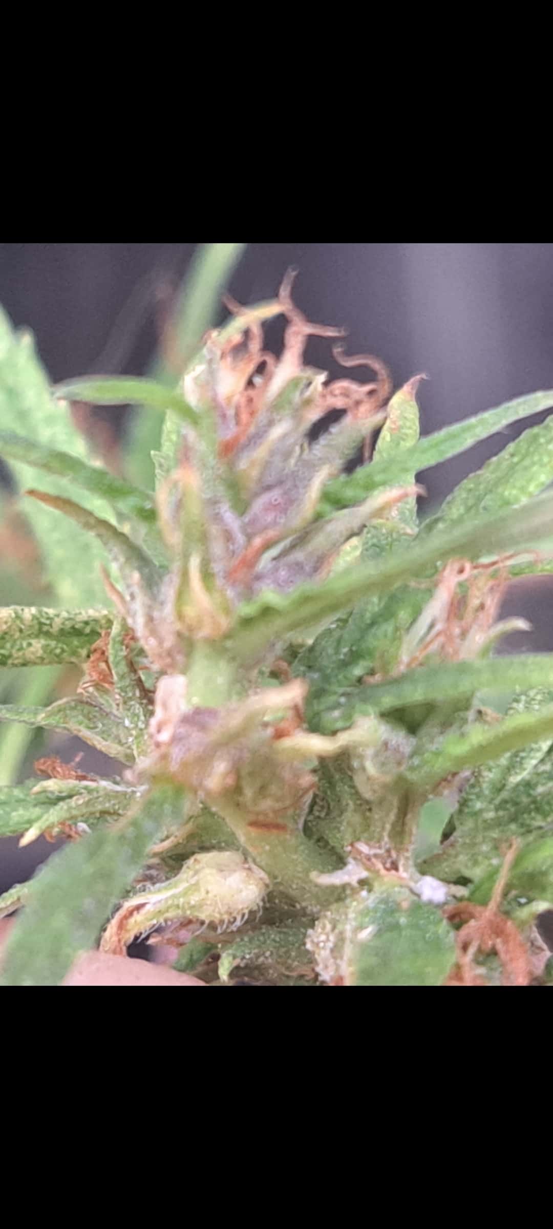 Masisi sativa from Congo