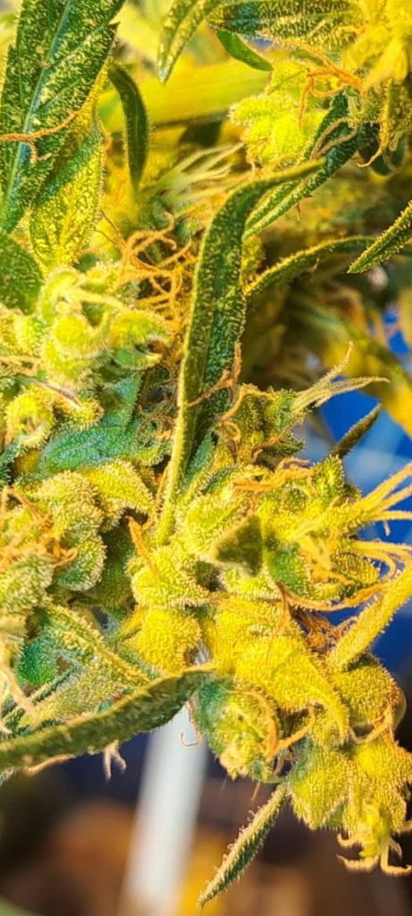 Birere Sativa Buds