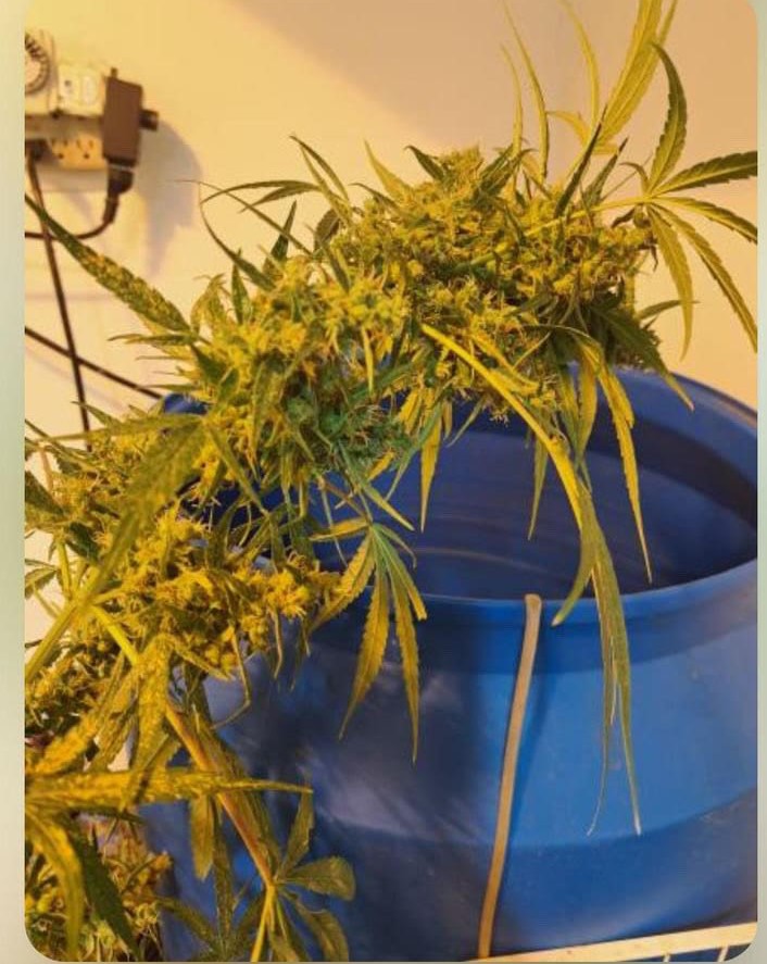 Birere sativa grown indoors