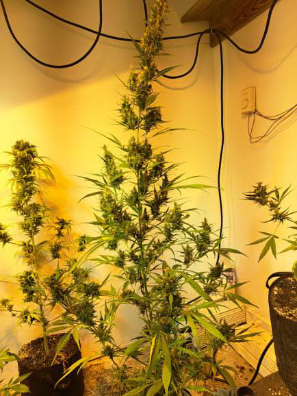 Birere sativa