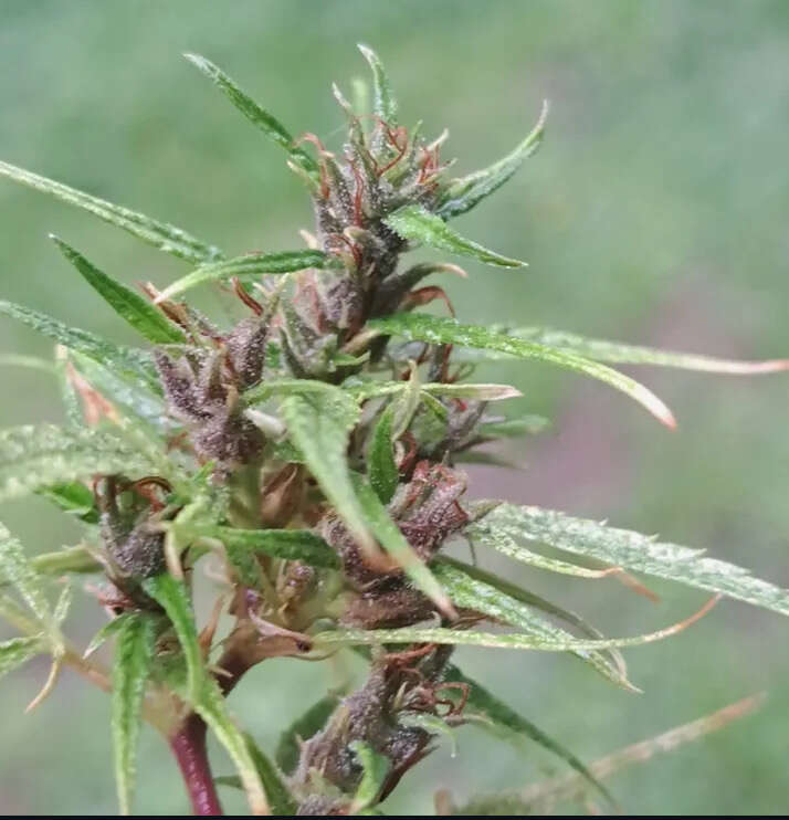 Black African Magic sativa from Congo