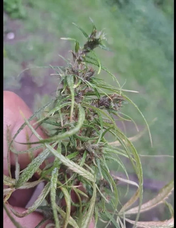  Trippy African sativa from Congo