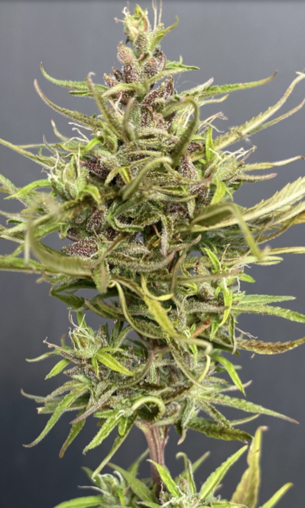 Northen Angola landrace bud